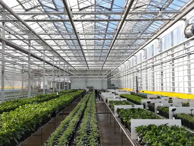 Apex Greenhouses